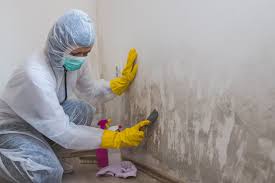 Best Basement Mold Removal  in Le Roy, IL